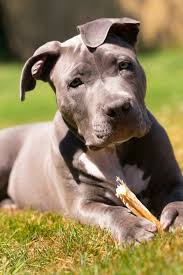 We offer a wide variety of color with our dogs including brindle, red, blue, silver, blue brindle, black, champagne, and white. 5 Best Bones For Pit Bulls 2021 Reviews And Buying Guide