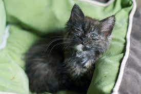 If symptoms continue longer than that or grow worse, get your cat into the veterinarian immediately. Upper Respiratory Infection In Kittens Colorado Animal Rescue