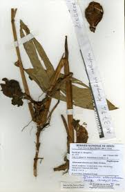 Image result for Aframomum alboviolaceum