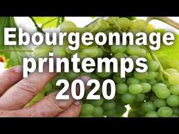 14 Videos Pour Savoir Comment Reussir La Taille De La Vigne Et Des Arbres Fruitiers Bio Abricotiers Cerisiers Pec En 2020 Arbre Fruitier Vigne Taille Arbre Fruitier
