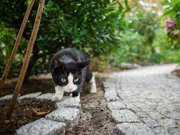 Leider wird unser garten von sämtlichen katzen als klo benutzt. Katzenkot Im Garten Sieben Tipps Was Sie Dagegen Tun Konnen Verbraucher