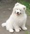 NorthEast Breeders - Samoyed Club of America