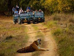 The song was picked as one of the best hindi songs of 2017 by an online portal. Kanha Safari Booking à¤Ÿ à¤‡à¤—à¤° à¤¸à¤« à¤° In Kanha National Park Baihar Istaqbal Hospitality Llp Id 20920584433