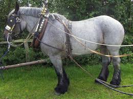 Equisearch Resources Equisearch Draft Horses Horses Belgian Draft Horse