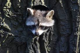 Total housing units for suffolk county, ny. Raccoon Removal Quest Pest Control Suffolk County