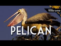 These birds stand for teamwork, relationships, motherhood and much more. Everything You Wanted To Know About Pelicans Youtube