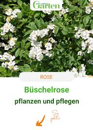 Buschelrose Duftendes Blutenmeer In 2020 Pflanzen Rosen Garten