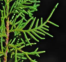 Image result for Cupressus lusitanica