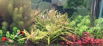 Image result for Nesaea dinteri