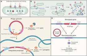 Most changes have little to no impact on the virus' properties. Contemporary Phage Biology From Classic Models To New Insights Sciencedirect