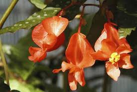 Image result for Begoniaceae