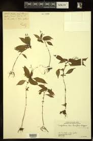 Image result for Impatiens mildbraedii