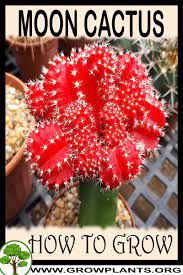 Cactus cutting if taken care can increase the the big barrel cacti produce the biggest pups and are one of the best succulents to propagate. Moon Cactus How To Grow Care