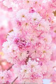Beautiful Fluffy Pink Cherry Blossom Beautiful Flowers Photography Flowers Photography Wallpaper Beautiful Flowers Wallpapers
