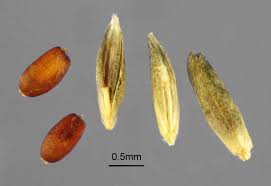 Image result for Eragrostis plana