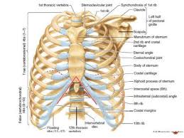 Learn about each muscle, their locations & functional anatomy. Thorax Bones