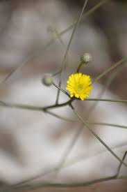 Image result for Tolpis capensis