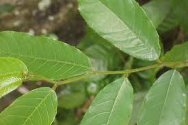 Image result for Antiaris