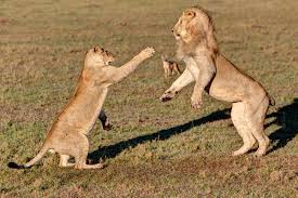 The 7 Non Human Mammals Where Females Rule The Roost New Scientist Drawing of a male lion. the 7 non human mammals where females