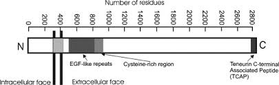 Траты, покупки, животныеобложка — bodnar taras / shutterstock. Cloning And Characterization Of Teneurin C Terminus Associated Peptide Tcap 3 From The Hypothalamus Of An Adult Rainbow Trout Oncorhynchus Mykiss Sciencedirect