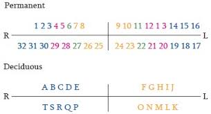 The palmer notation system divides the mouth into four quadrants using a symbol to indicate each of the quadrants. Sarjeev S Supernumerary Tooth Notation System A Universally Compatible Add On To The Two Digit System