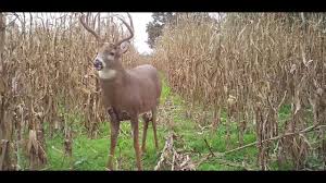 63835 notez cette vidéo : The 5 Biggest Whitetail Hunting Rattling Myths Debunked