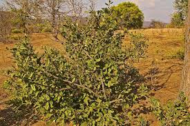 Image result for Boscia mossambicensis