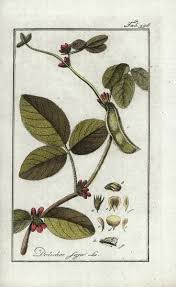 Image result for Glycine max