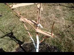 Bareroot trees and shrubs are ones which have been harvested when dormant and sold without soil around the roots. Tree Limb Branch Spreaders Youtube