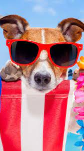 Dog Fun Sunglasses 4k Ultra Hd Mobile Wallpaper Dog Wallpaper Best Dogs Dog Foto