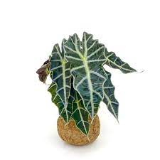 Salon çamı favori yapma satın al ???? Alocasia Amozanica Fil Kulagi