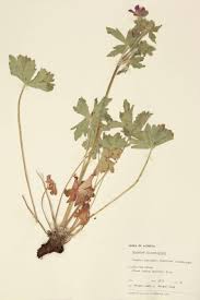 Image result for Geraniaceae