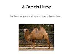 Grumpling, bellowing and grunting sounds are common. Camel Adaptations By Kaitlyn Ppt Video Online Download