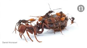 Image result for Antrocaryon