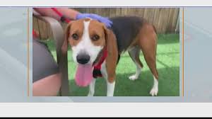 Animal friends humane society has a central location and five partner locations: Coronavirus Pandemic Triggers Boom In Tampa Bay Pet Surrenders 10tv Com