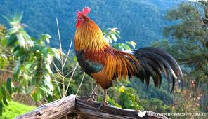 Check spelling or type a new query. Chickens In Charge A Guide To The Pecking Order