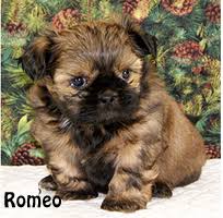 Ryan's shih tzu is a small private hobby shih tzu breeder in illinois. Shih Tzu Puppies For Sale Past Shih Tzu Puppies In Michigan Shih Tzu Breeder In By Midwest Chicago Area Shih Tzu Puppy Breeder