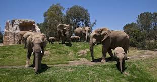 Happy Herd San Diego Zoo Safari Park San Diego Zoo Elephant