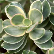 Image result for Crassula vaginata