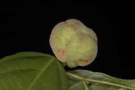 Image result for Leptonychia tokana