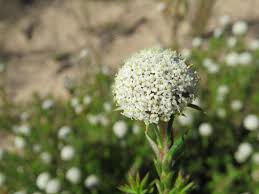 Image result for Stoebe