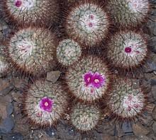 Por eso, una ong en el reino unido ha contratado a una un 40% de la gente diagnosticada con cáncer acude a internet para buscar más información, según datos de la ong de ayuda a combatir el cáncer. Cactaceae Wikipedia La Enciclopedia Libre