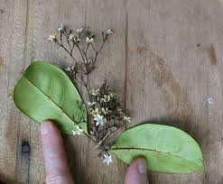 Image result for Baissea wulfhorstii