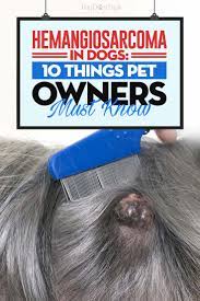 However, there are ways to prolong your dog's life using different treatments. Hemangiosarcoma In Dogs Everything Dog Owners Should Know