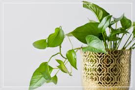 How to propagate ivy | tips for success! Y3myjuwg5rvq6m