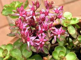 With proper care, hoya 'compacta' will grow pretty clumps of tiny pink, white, or purple flowers at another succulent option, trailing jade or peperomia rotundifolia is actually quite different from the common. 50 Popular Types Of Succulents With Pictures Keeping Succulents