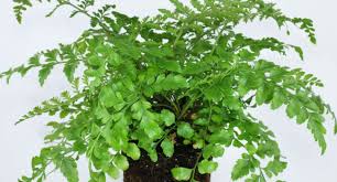 Image result for Asplenium holstii