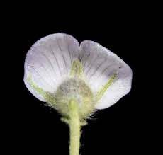 Image result for Lotononis bainesii