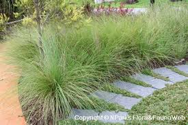 Image result for Pentadesma