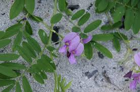 Image result for Tephrosia aequilata